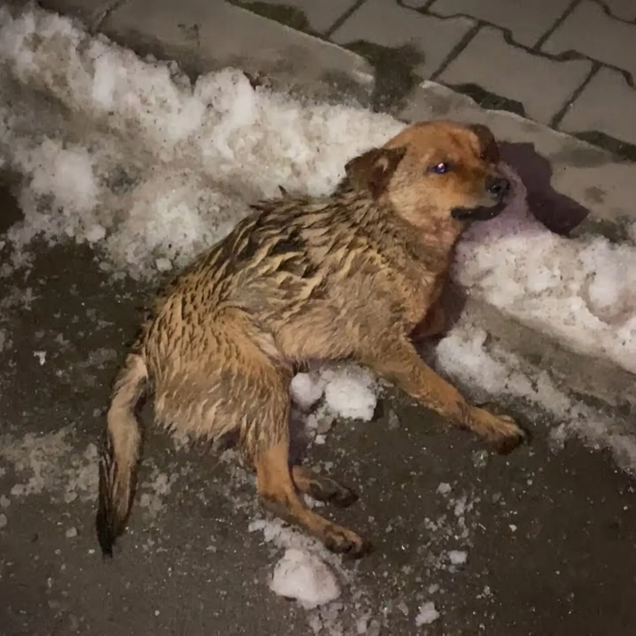 Lost, Injured, and Alone: Codrut’s Cry for Help Was Finally Answered