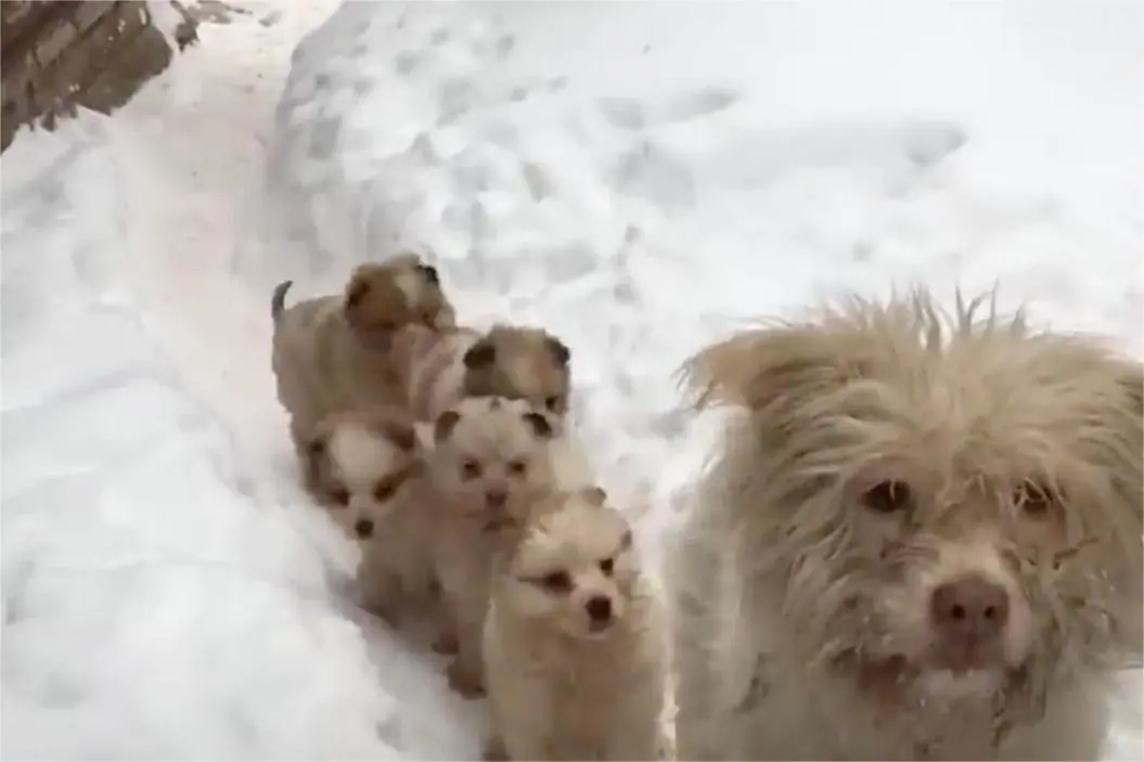 Hungry Puppies Gather in the Snow, Pleading with Rescuers for Food