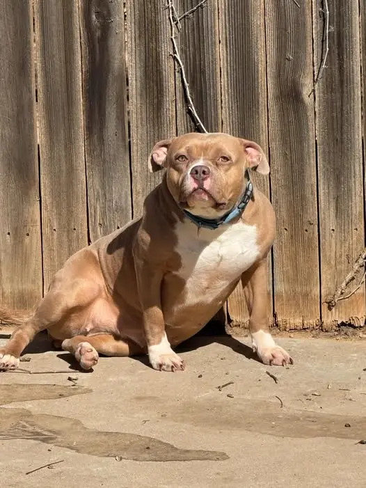 THE DOG WOULDN’T LEAVE HIS OWNER’S GRAVE—AND NO ONE CARED