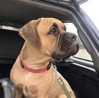 Dog walks 125 miles with ‘tears in her eyes’ to find owner who abandoned her