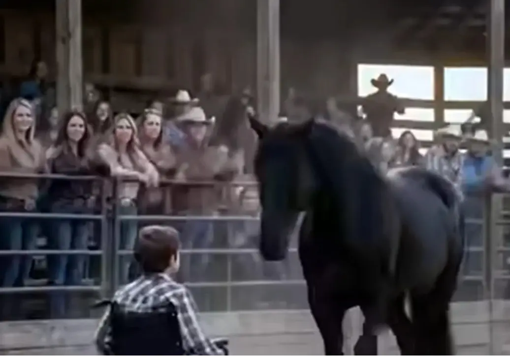 Miracle at the Ranch: Why a Wild Stallion Bowed Before a Boy in a Wheelchair